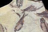 Fossil Fish (Gosiutichthys) Mortality Plate - Lake Gosiute #68414-1